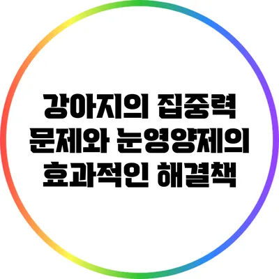 강아지의 집중력 문제와 눈영양제의 효과적인 해결책